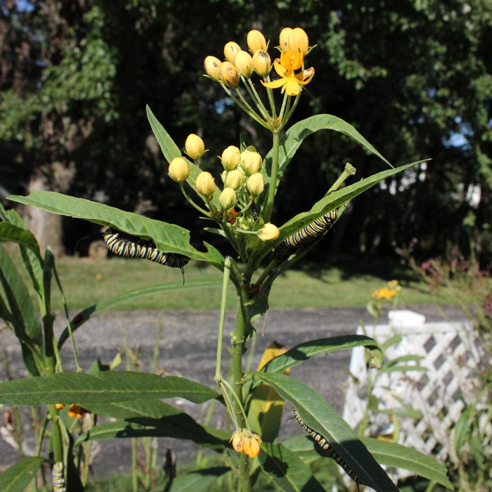 Photo of Tropical Milkweed (Asclepias curassavica 'Silky Gold') uploaded by blue23rose