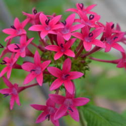 Location: Winter Springs, FL zone 9b
Date: 2013-01-18
I have no idea what cultivar most my pentas are, but this deep pi