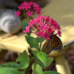 Location: Winter Springs, FL zone 9b
Date: 2013-01-18
Butterfly magnet, makes great photo opportunity. These bloom all 