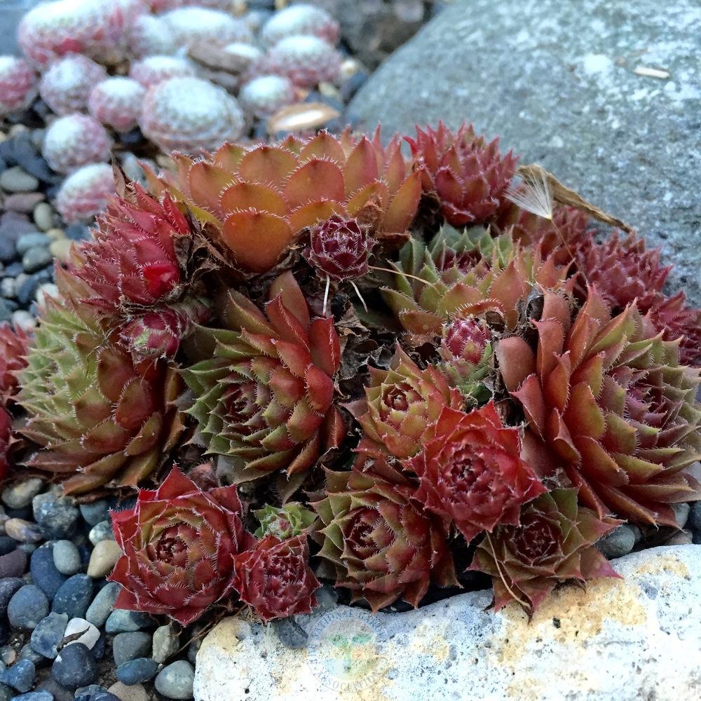 Photo of Hen and Chicks (Sempervivum 'Spinell') uploaded by Patty