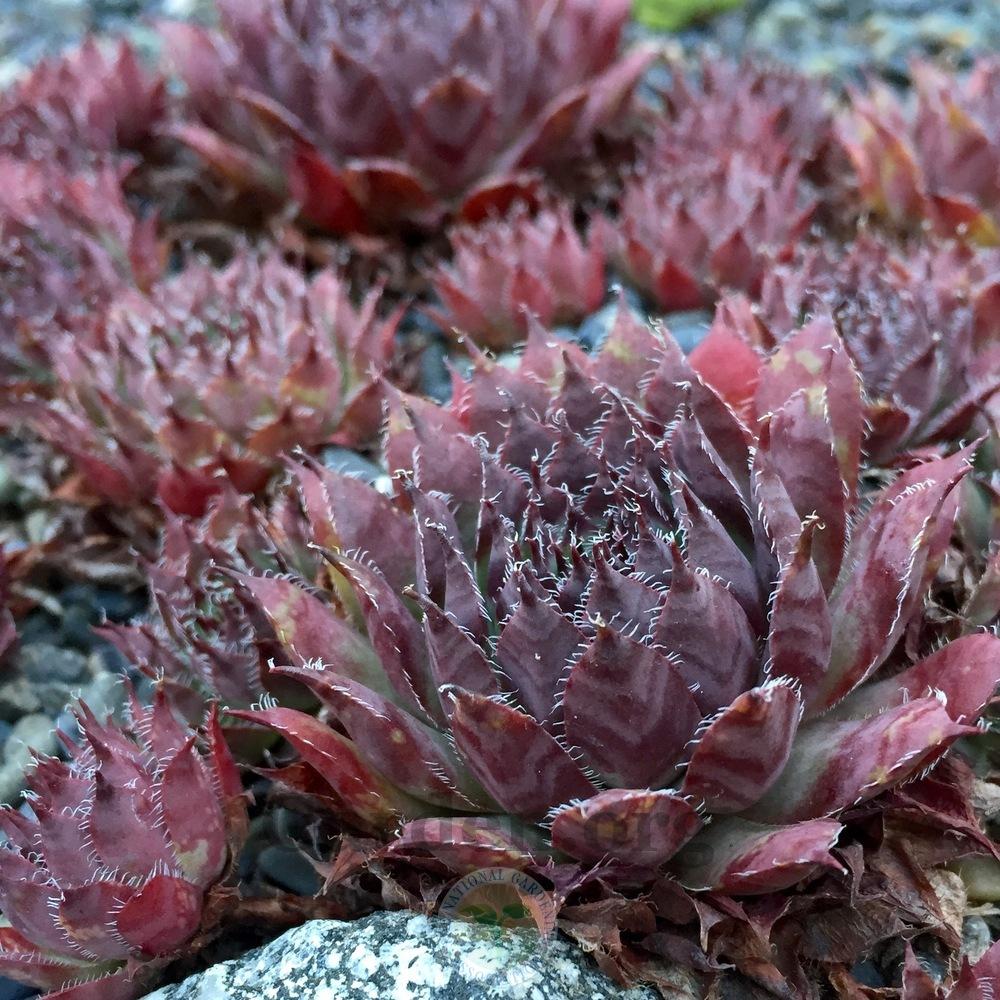 Photo of Hen and Chicks (Sempervivum 'Nachtmelodie') uploaded by Patty