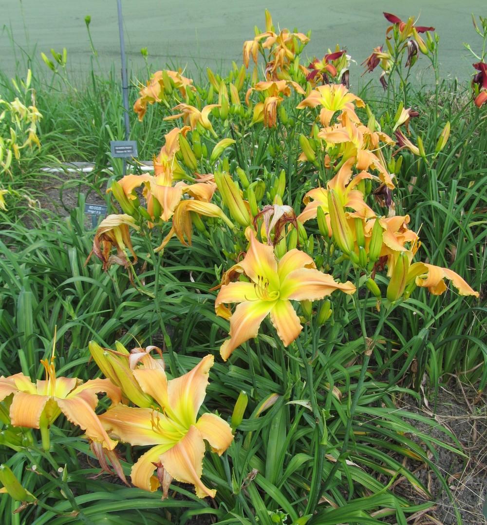 Photo of Daylily (Hemerocallis 'Mean Green') uploaded by Sscape