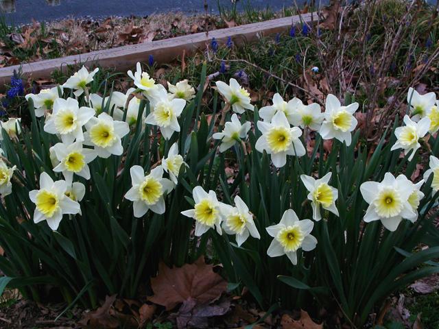 Photo of Large-Cupped Daffodil (Narcissus 'Ice Follies') uploaded by blue23rose