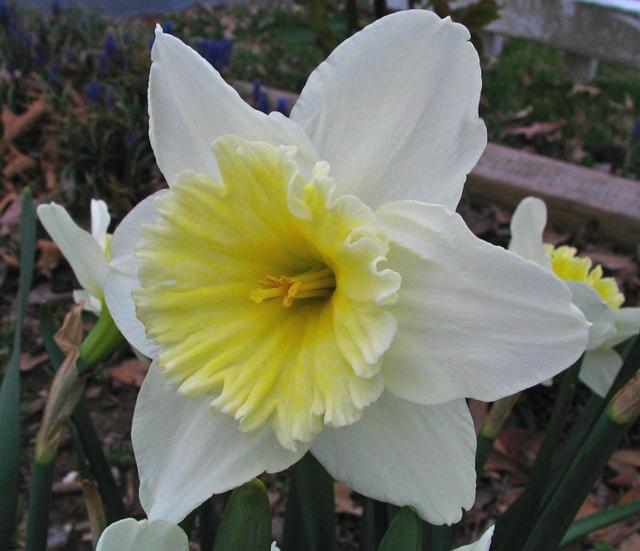 Photo of Large-Cupped Daffodil (Narcissus 'Ice Follies') uploaded by blue23rose