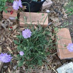 Location: Dallas, TX Zone 8a
Date: 2016-04-13
This was one of the 1st of my perennials to emerge in the spring
