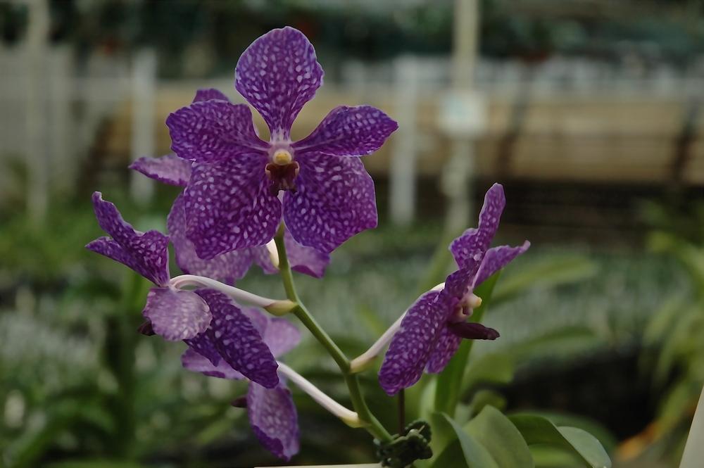 Photo of Orchid (Vanda Pachara Delight) uploaded by Fleur569