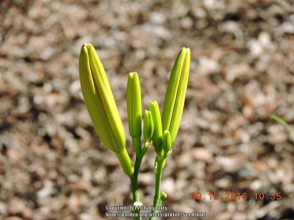 Photo of Daylily (Hemerocallis 'So Many Stars') uploaded by Seedfork
