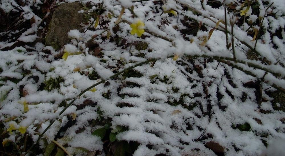 Photo of Winter Jasmine (Jasminum nudiflorum) uploaded by Bluespiral
