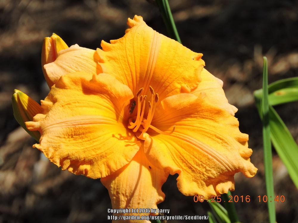 Photo of Daylily (Hemerocallis 'Orange Velvet') uploaded by Seedfork