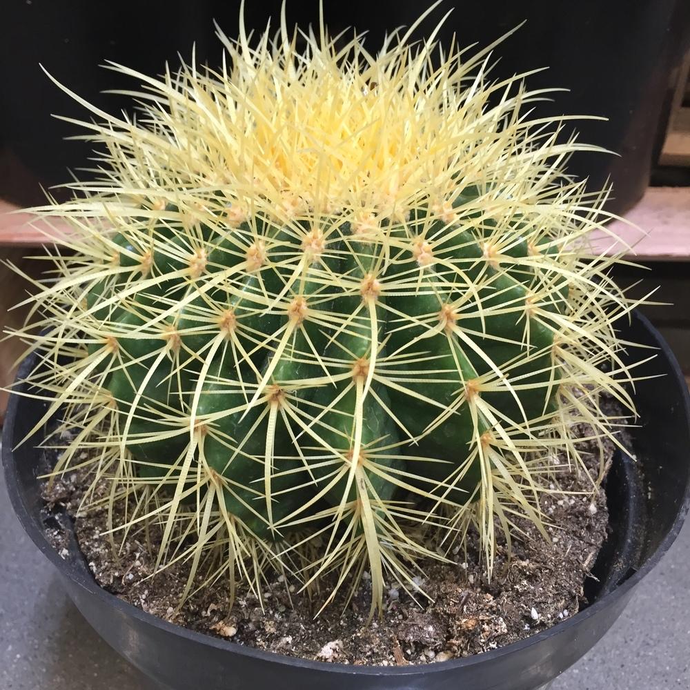 Photo of Golden Barrel Cactus (Kroenleinia grusonii) uploaded by SpringGreenThumb