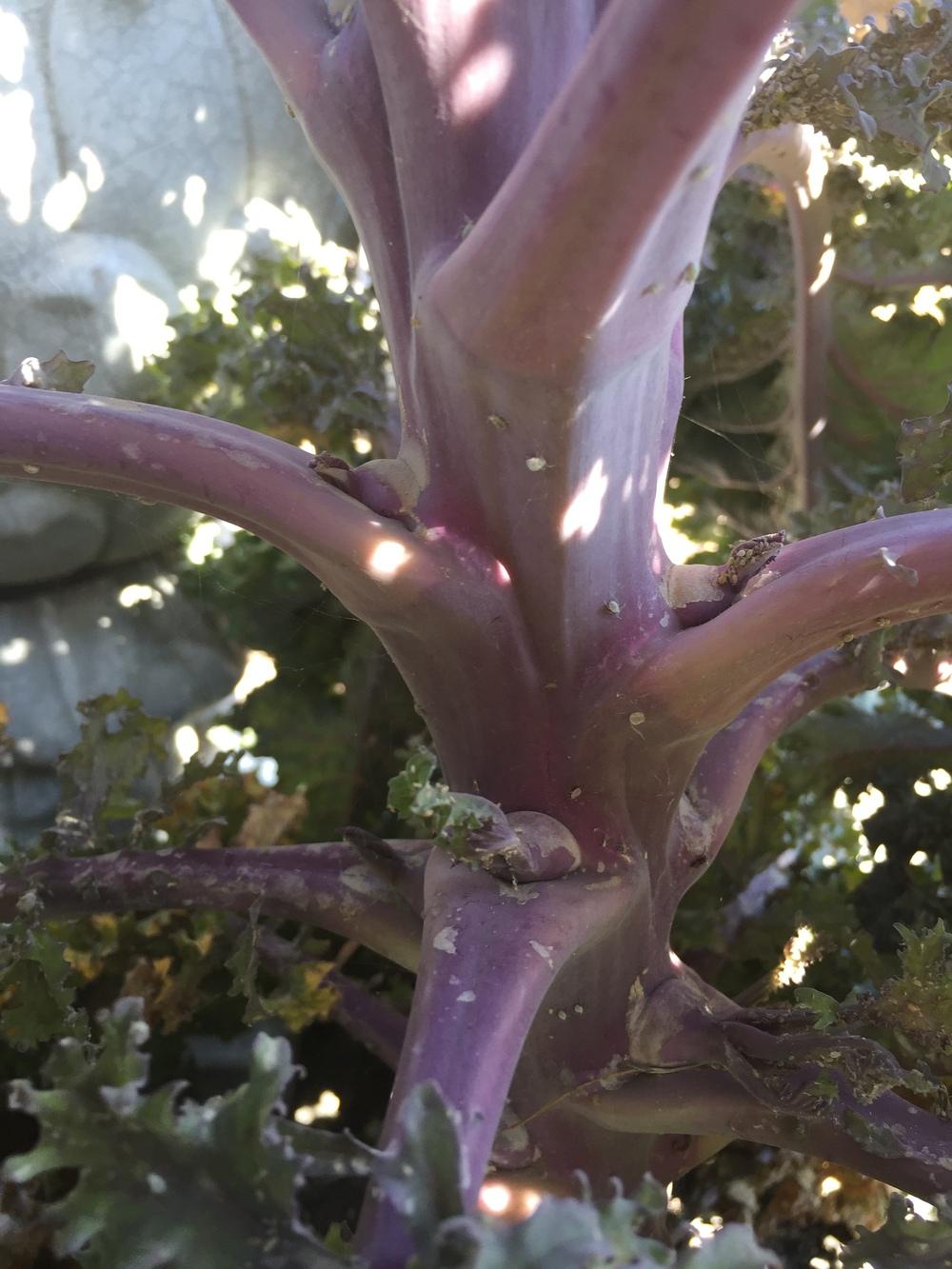Photo of Kale (Brassica oleracea var. viridis 'Redbor') uploaded by SpringGreenThumb