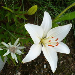 Location: Nora's Garden - Castlegar, B.C.
Date: 2016-07-02
 10:47 am. A perfectly clear and clean white Asiatic Lily accompa