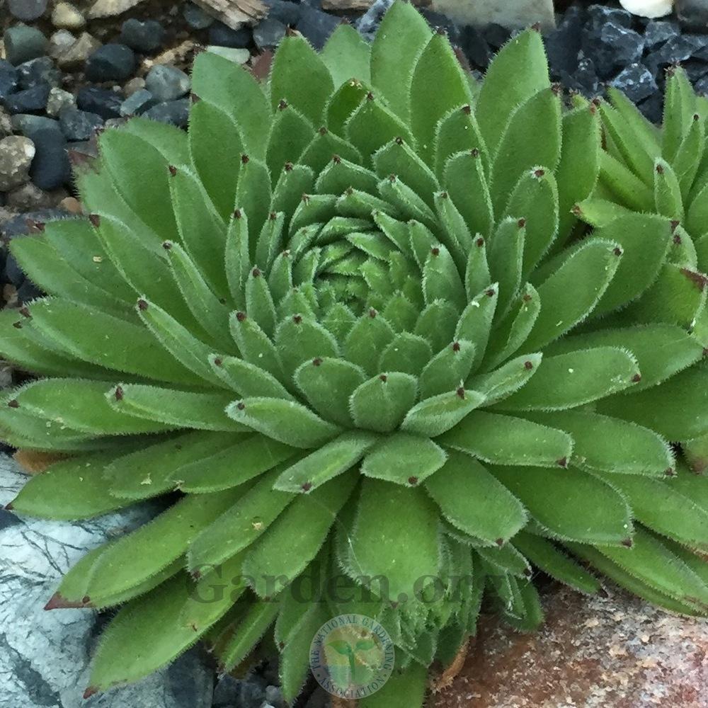Photo of Hen and Chick (Sempervivum 'Midas') uploaded by Patty