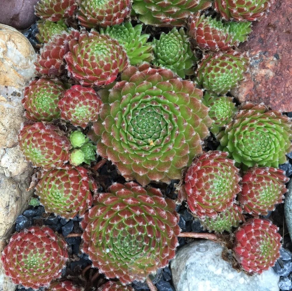 Photo of Hen and Chicks (Sempervivum 'Spring') uploaded by Patty
