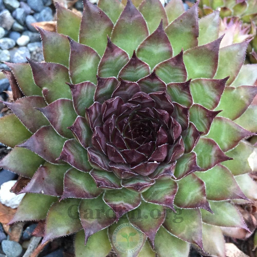 Photo of Hen and Chicks (Sempervivum 'Bronco') uploaded by Patty