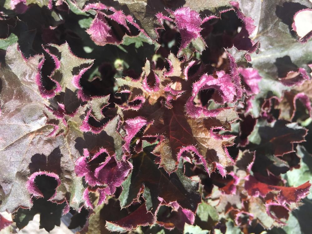 Photo of Coral Bells (Heuchera 'Purple Petticoats') uploaded by SpringGreenThumb