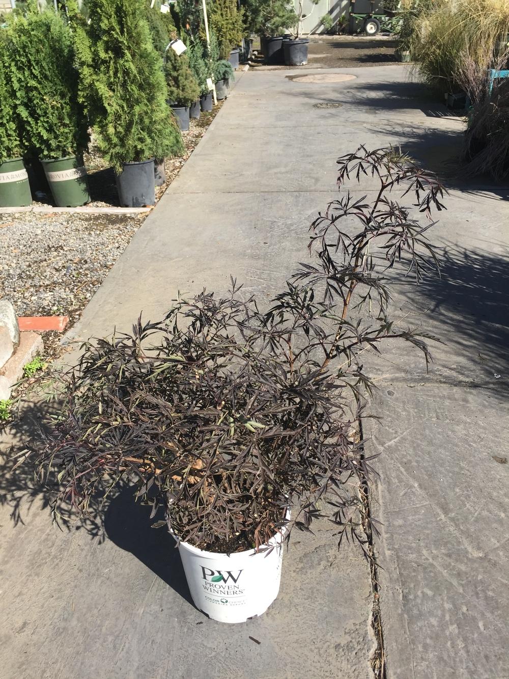 Photo of Elderberry (Sambucus nigra Black Lace™) uploaded by SpringGreenThumb