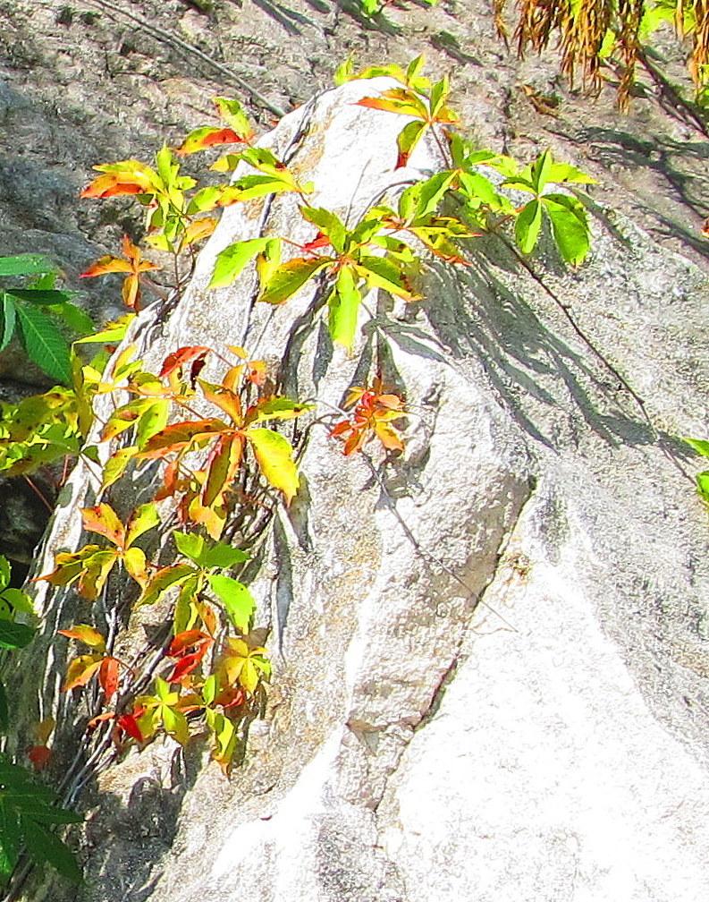 Photo of Virginia Creeper (Parthenocissus quinquefolia) uploaded by jmorth