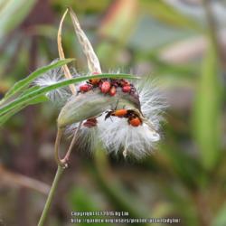Location: Sebastian, Florida
Date: 2015-12-09
Seedpods with Large Milkweed Bugs (Oncopeltus fasciatus)