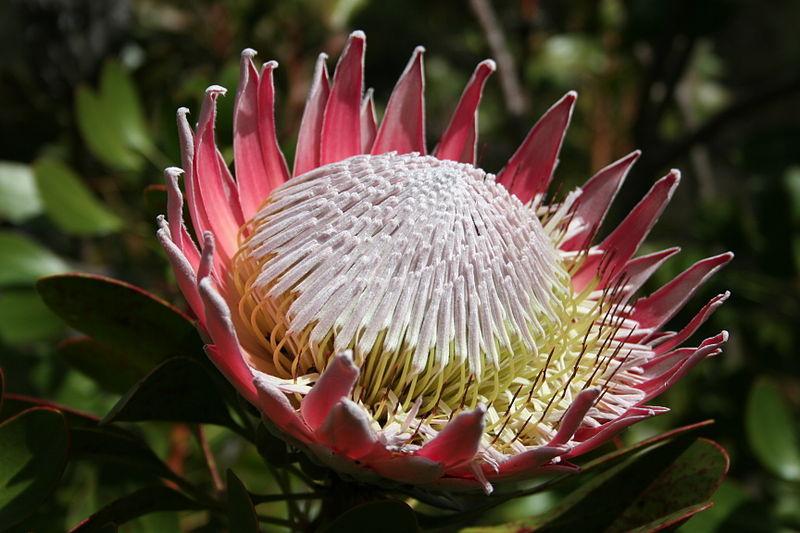 Photo of King Protea (Protea cynaroides) uploaded by robertduval14
