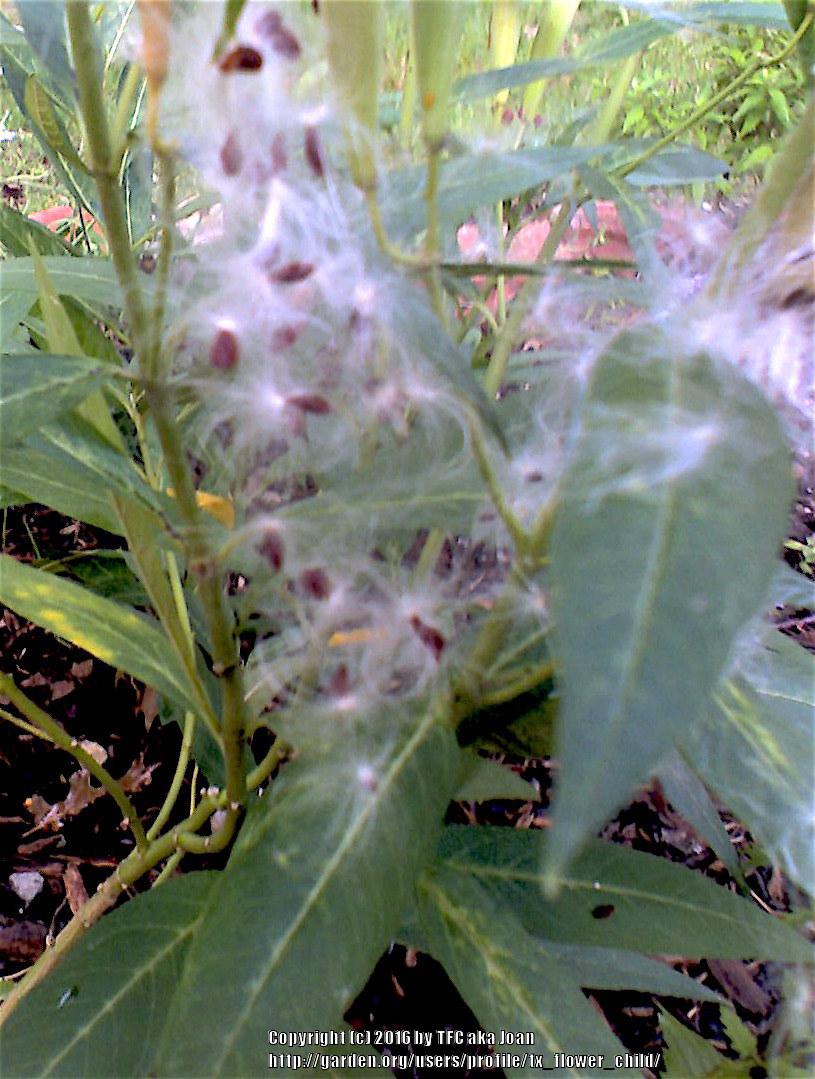 Photo of Tropical Milkweed (Asclepias curassavica) uploaded by tx_flower_child