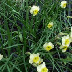 Location: our garden
Date: 2011 May
Underplanting with miniature Narcissus 'Lintie" gives a 2nd seaso