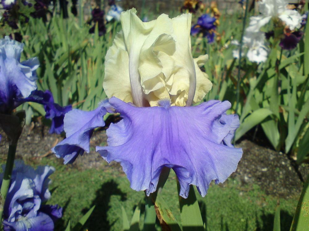 Photo of Tall Bearded Iris (Iris 'Haut les Voiles') uploaded by LynDC