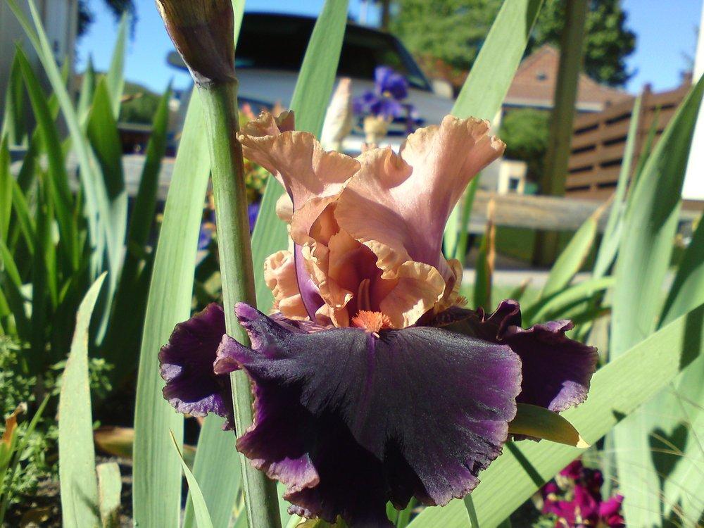 Photo of Tall Bearded Iris (Iris 'Naples') uploaded by LynDC