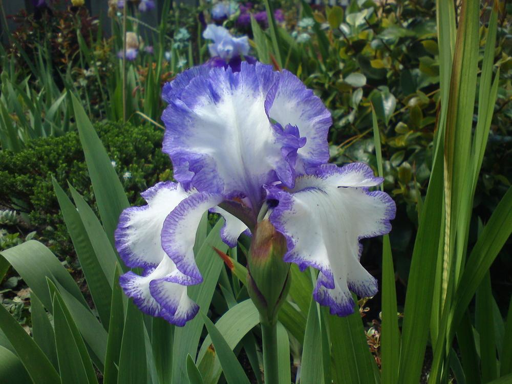 Photo of Tall Bearded Iris (Iris 'Classic Look') uploaded by LynDC