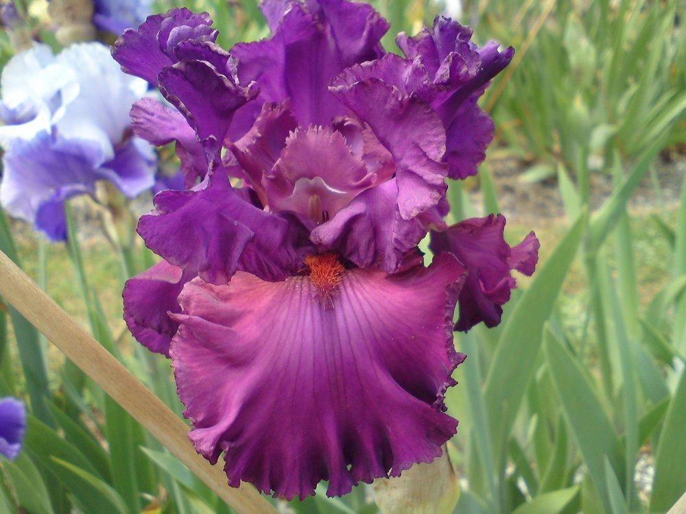 Photo of Tall Bearded Iris (Iris 'Fashionably Late') uploaded by LynDC