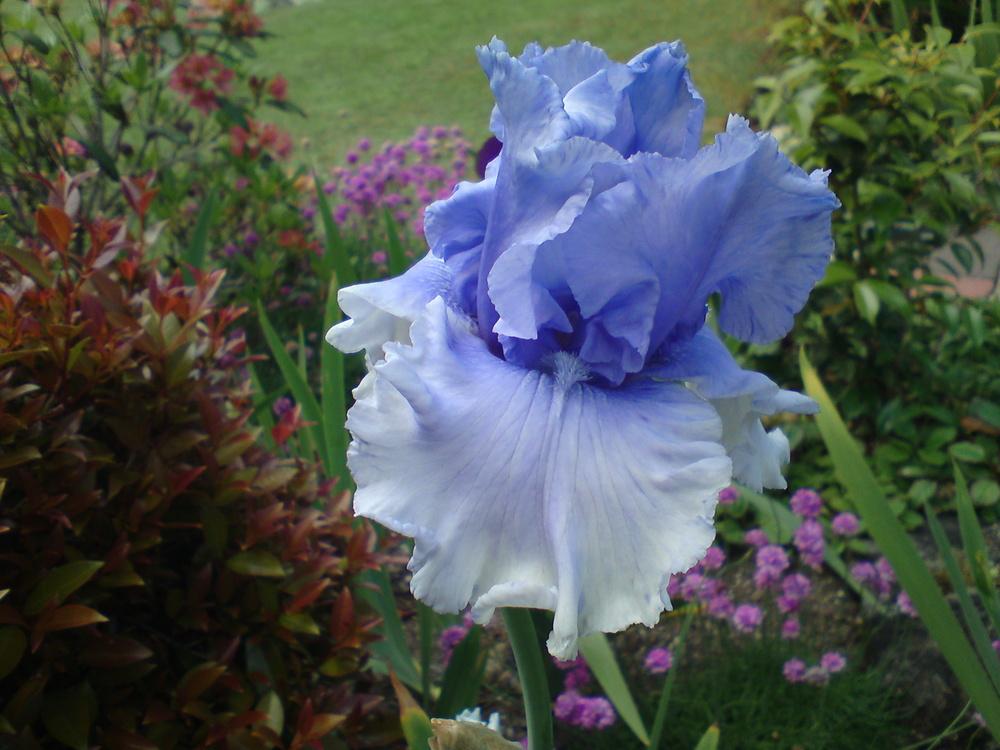 Photo of Tall Bearded Iris (Iris 'Cascade Springs') uploaded by LynDC