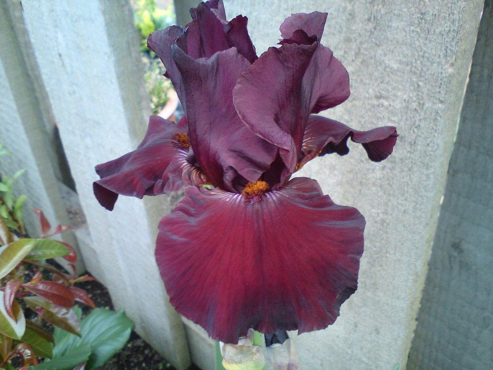 Photo of Tall Bearded Iris (Iris 'Almaden') uploaded by LynDC
