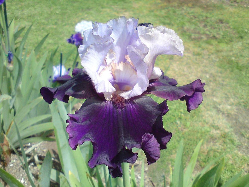 Photo of Tall Bearded Iris (Iris 'Evening Drama') uploaded by LynDC