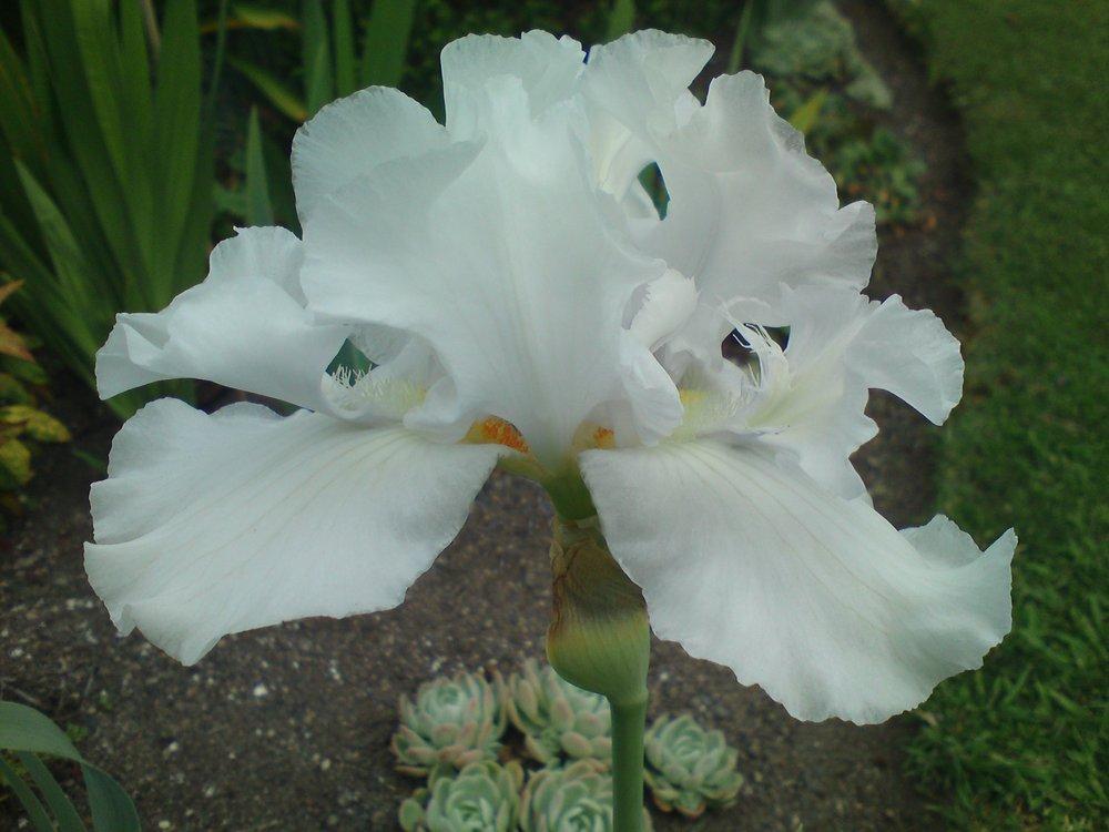 Photo of Tall Bearded Iris (Iris 'Mesmerizer') uploaded by LynDC