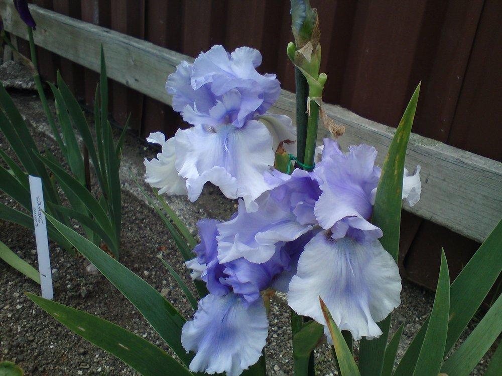 Photo of Tall Bearded Iris (Iris 'Bye Bye Blues') uploaded by LynDC