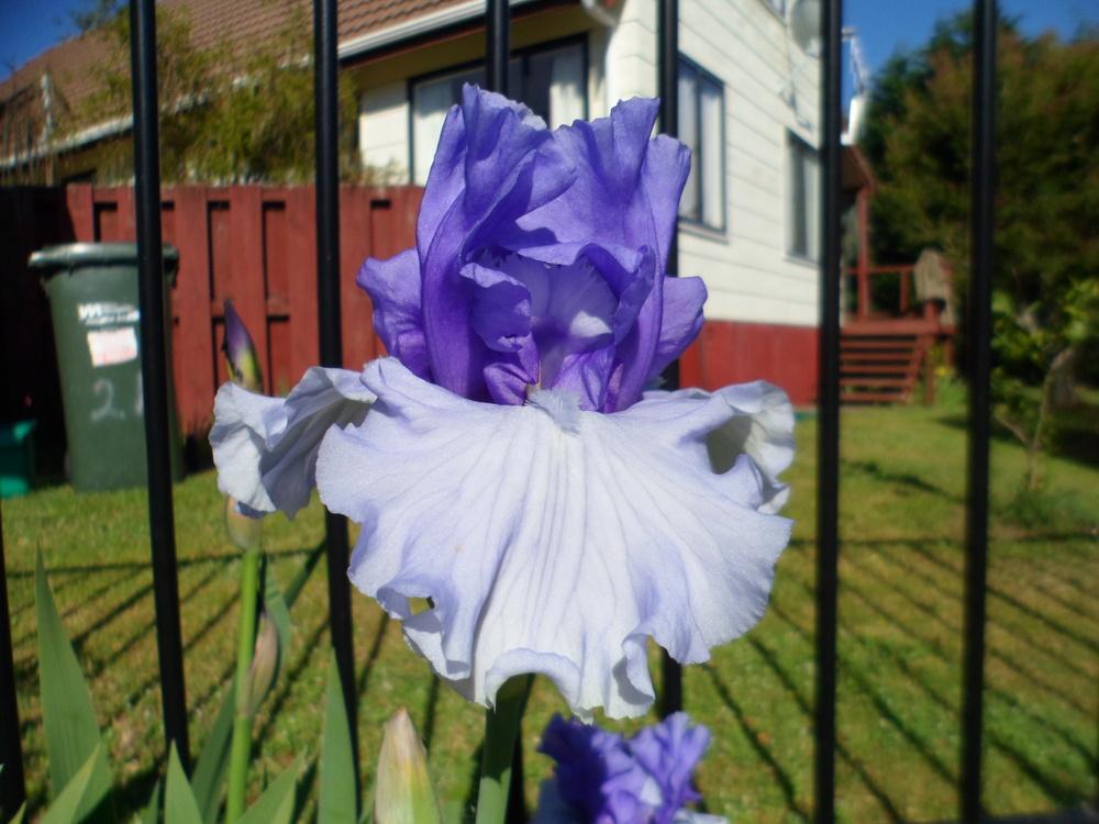 Photo of Tall Bearded Iris (Iris 'Crowned Heads') uploaded by LynDC