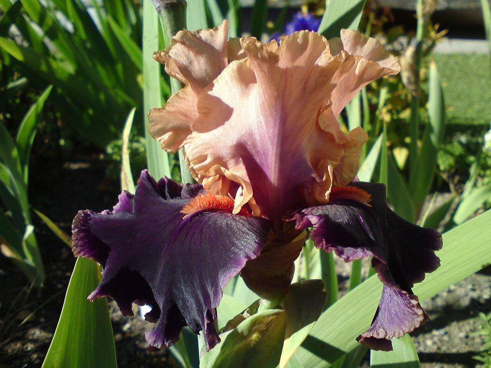 Photo of Tall Bearded Iris (Iris 'Naples') uploaded by LynDC