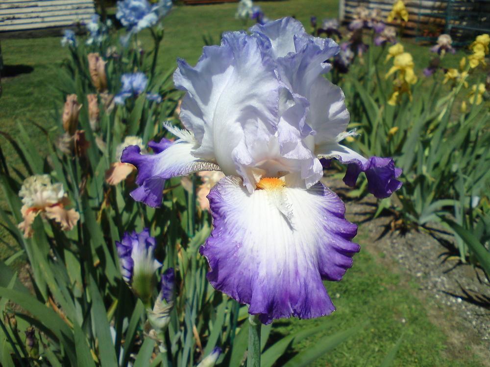Photo of Tall Bearded Iris (Iris 'Conjuration') uploaded by LynDC