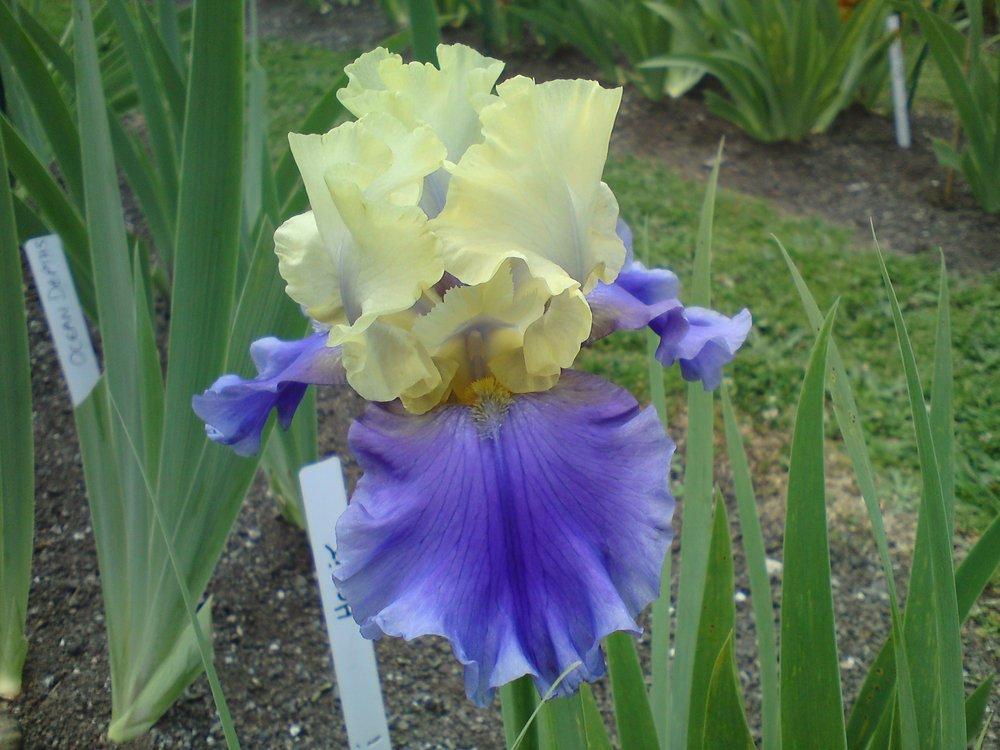 Photo of Tall Bearded Iris (Iris 'Edith Wolford') uploaded by LynDC