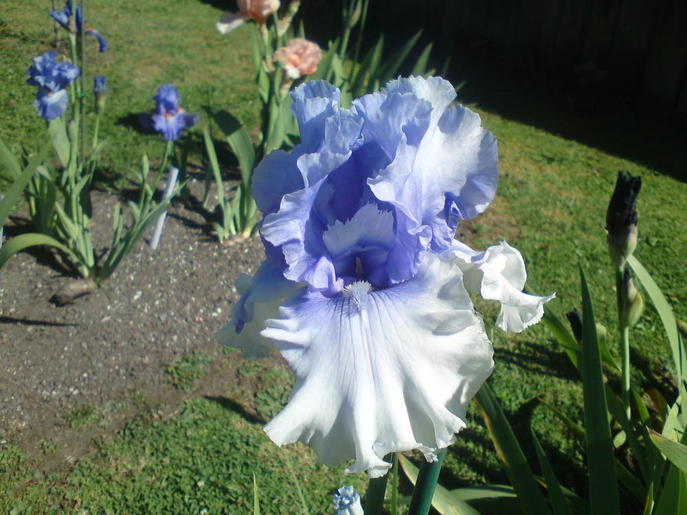 Photo of Tall Bearded Iris (Iris 'Cascade Springs') uploaded by LynDC