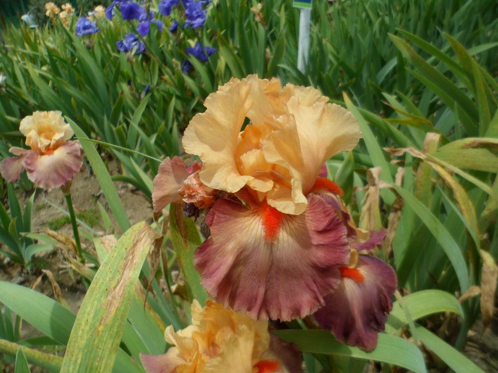 Photo of Tall Bearded Iris (Iris 'Rio') uploaded by LynDC