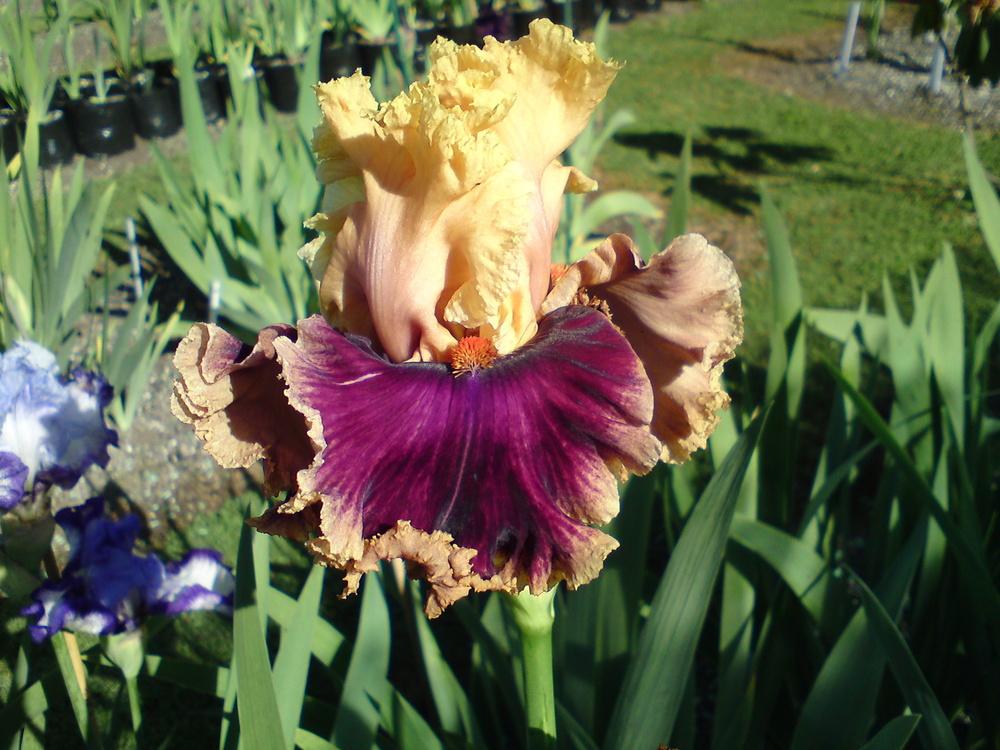 Photo of Tall Bearded Iris (Iris 'Decadence') uploaded by LynDC