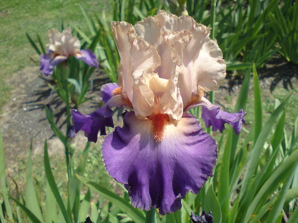 Photo of Tall Bearded Iris (Iris 'Kind Hearted') uploaded by LynDC