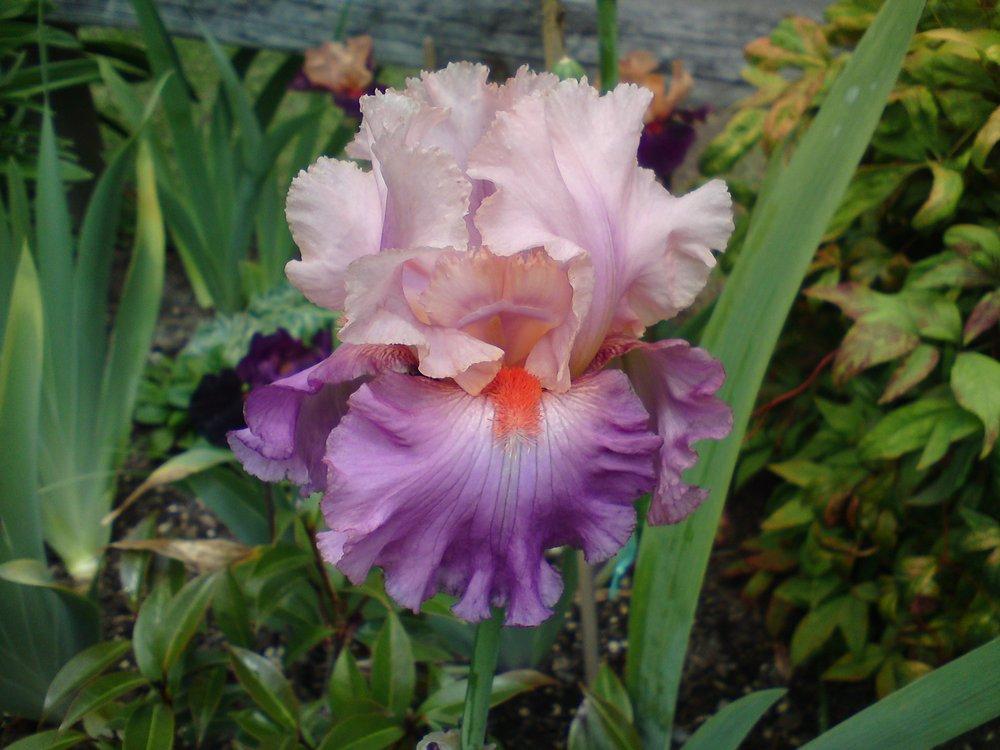 Photo of Tall Bearded Iris (Iris 'Sweet Musette') uploaded by LynDC