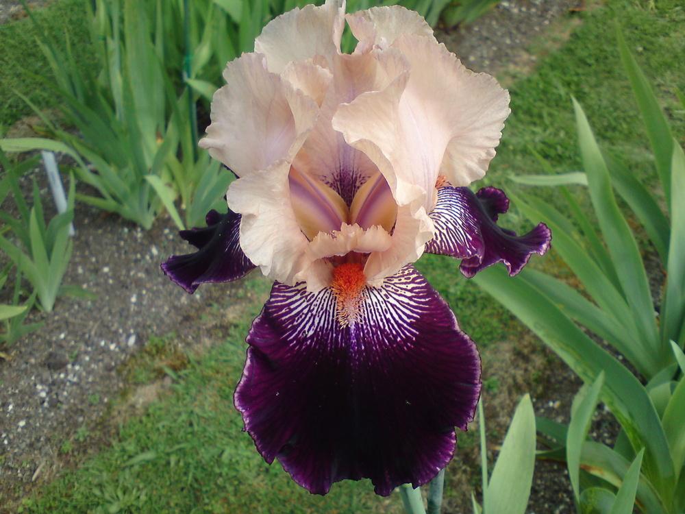Photo of Tall Bearded Iris (Iris 'Wench') uploaded by LynDC
