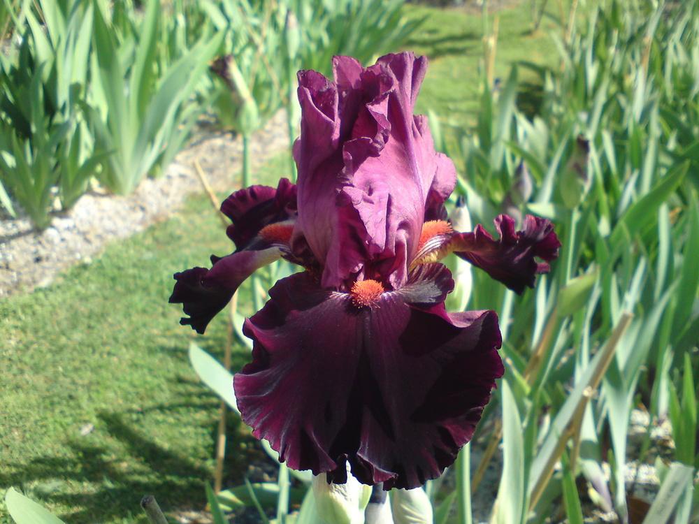 Photo of Tall Bearded Iris (Iris 'Wearing Rubies') uploaded by LynDC