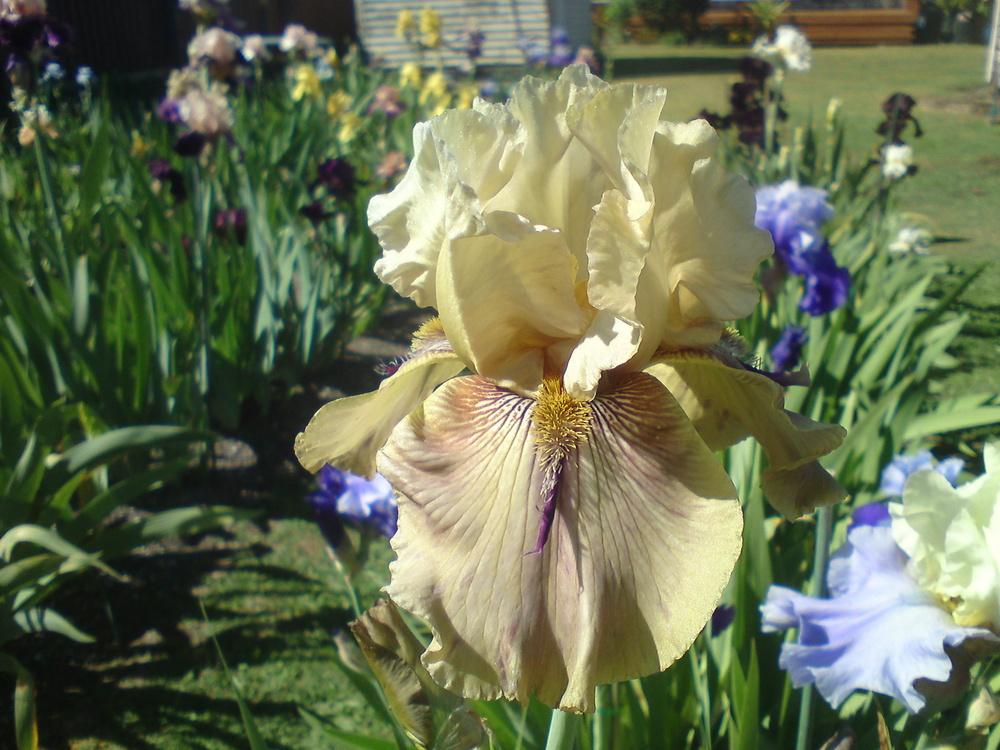 Photo of Tall Bearded Iris (Iris 'Thornbird') uploaded by LynDC