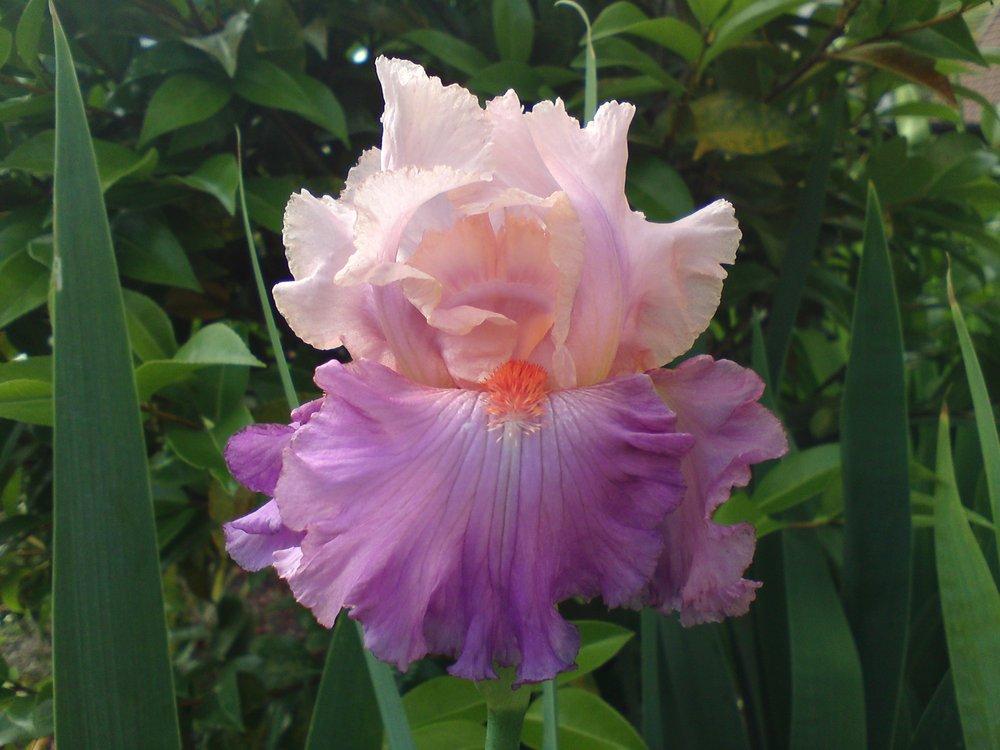 Photo of Tall Bearded Iris (Iris 'Sweet Musette') uploaded by LynDC