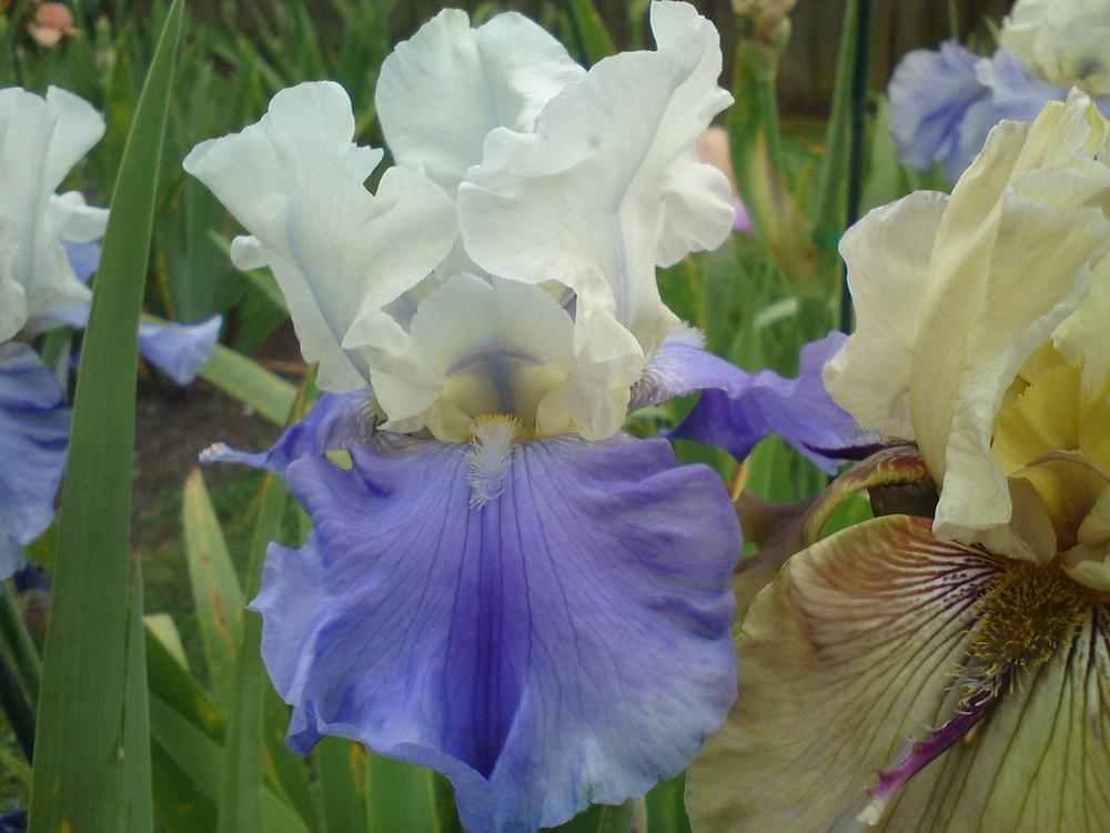 Photo of Tall Bearded Iris (Iris 'Stairway to Heaven') uploaded by LynDC