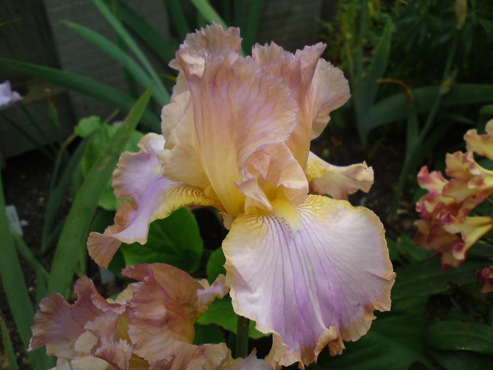 Photo of Tall Bearded Iris (Iris 'Afternoon Delight') uploaded by LynDC